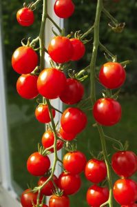 Att bygga växthus öppnar för tomatodling