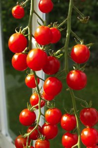Bygga växthus 2 Att bygga växthus öppnar för tomatodling