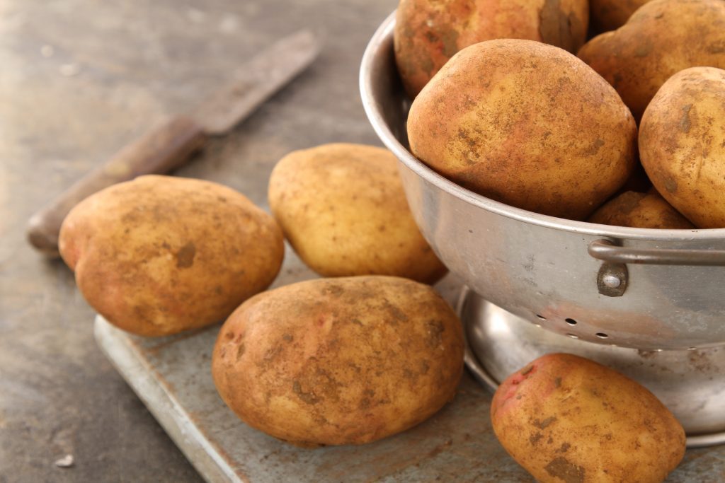 odla king edward potatis