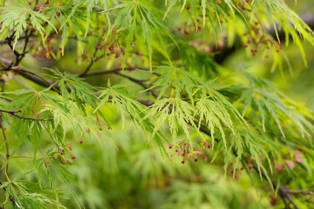 Japansk lönn: Odlingsråd, sorter och användningsområden 3 Acer Palmatum Dissectum