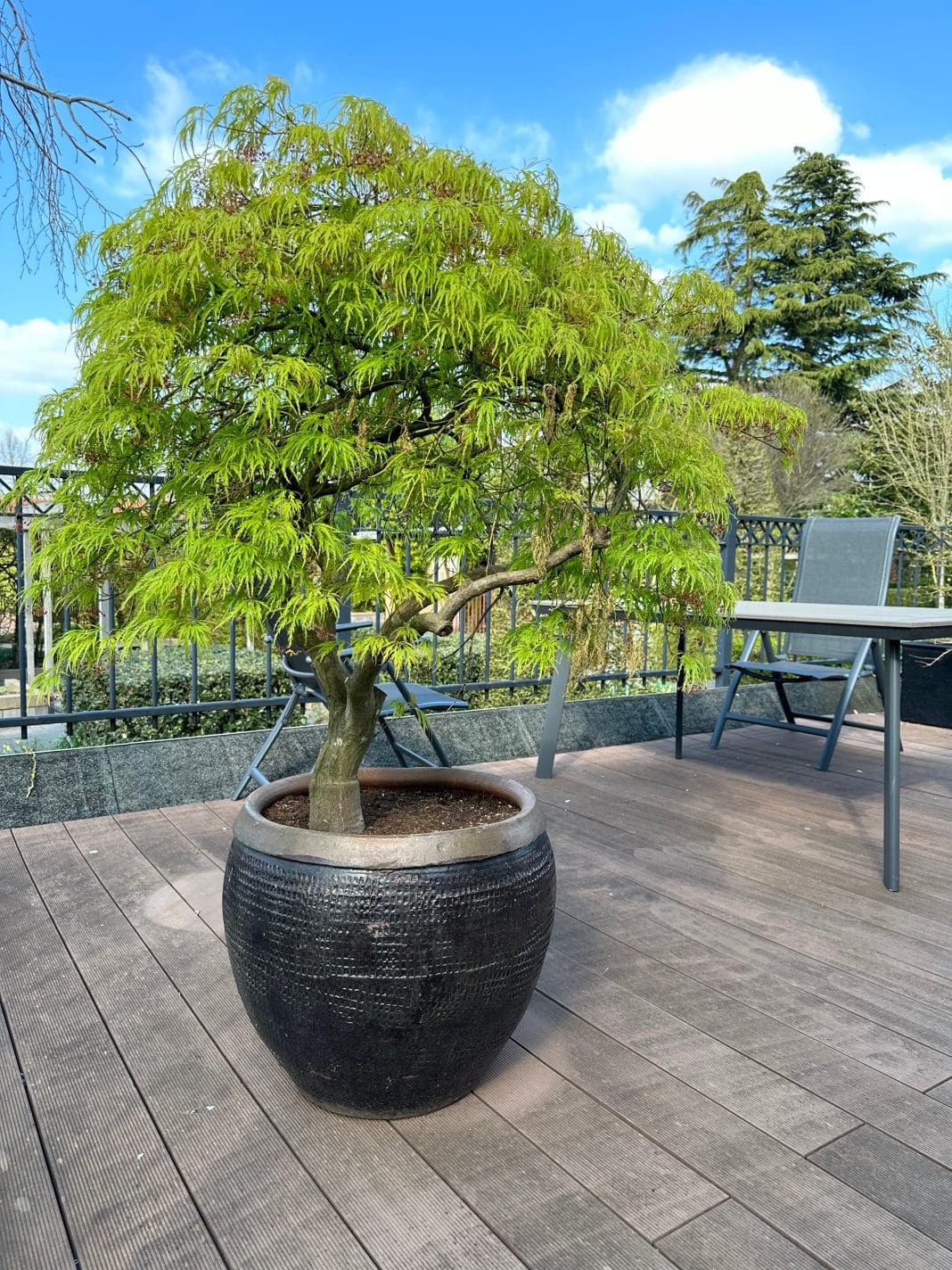 Japansk Lönn: Odlingsråd, Sorter och Användningsområden